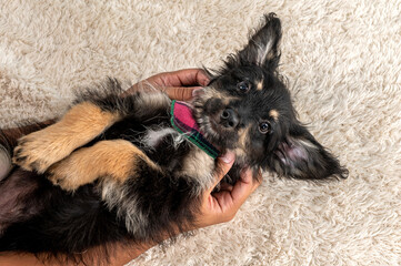 Wall Mural - One black mixed breed puppy dog lying on the floor looking at the camera playing with a toy in its mouth and human hands playing with it