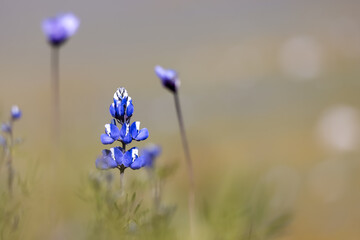 Sticker - Blue Lupine flower in wildflower meadow at Arvin, California.