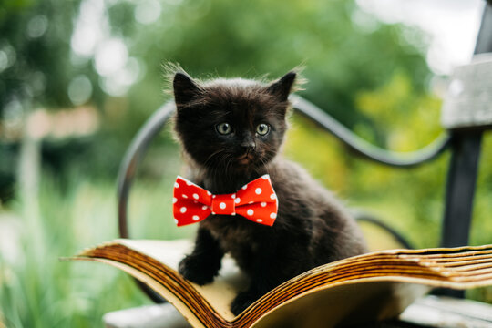 a black kitten sits on the pages of an open book. curious pet. the concept of education and motivati