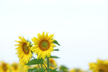 summer background. agriculture. natural product. yellow big flower. sunflower flower on a sunflower 