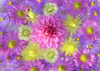 dahlia. summer flowers. autumn pink purple yellow violet chrysanthemum flowers. postcard . floral ba