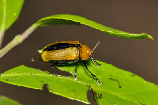 clay-colored leaf beetle (anomoea laticlavia) on tree leaves. native to central and eastern usa, als