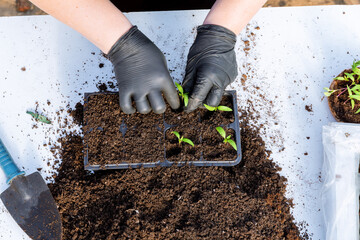 Wall Mural - The farmer transplants small pepper seedlings into growing cassettes. Transplanting is done to give the plant more space to develop the root and aboveground parts. Growing vegetables in a greenhouse.