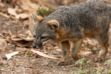 Wall Mural - Island fox