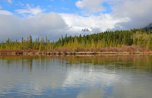 The Forest On Vermilion Lakes, Canada
