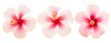 Pink Hibiscus Flower On Transparent Background.