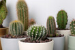 © New Africa - Different cacti in pots on white background
