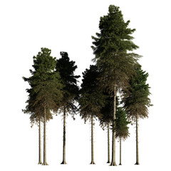 Wall Mural - tall fir tree grove, isolated on transparent background 