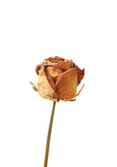 Poster - dried yellow rose flower isolated on white background