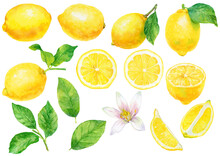 レモンの実と葉と花の水彩画イラスト 素材集