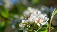 A Bee Pollinating A Pear Flower