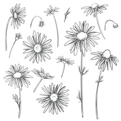 Wall Mural - Chamomile flowers set. Vector linear illustration isolated on white background. Line art, engraving style. Medicinal plant, ingredient in herbal tea and natural cosmetics.
