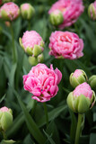 Fototapeta Tulipany - Blooming tulips. Pink tulip flowers. Bright pink background.