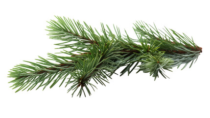 spruce branch. green fir. realistic christmas tree llustration for xmas cards, new year party poster