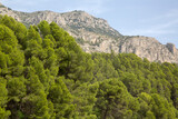 Fototapeta Natura - Pine Tree in Aixorta Mountain Range; Guadalest; Alicante; Spain