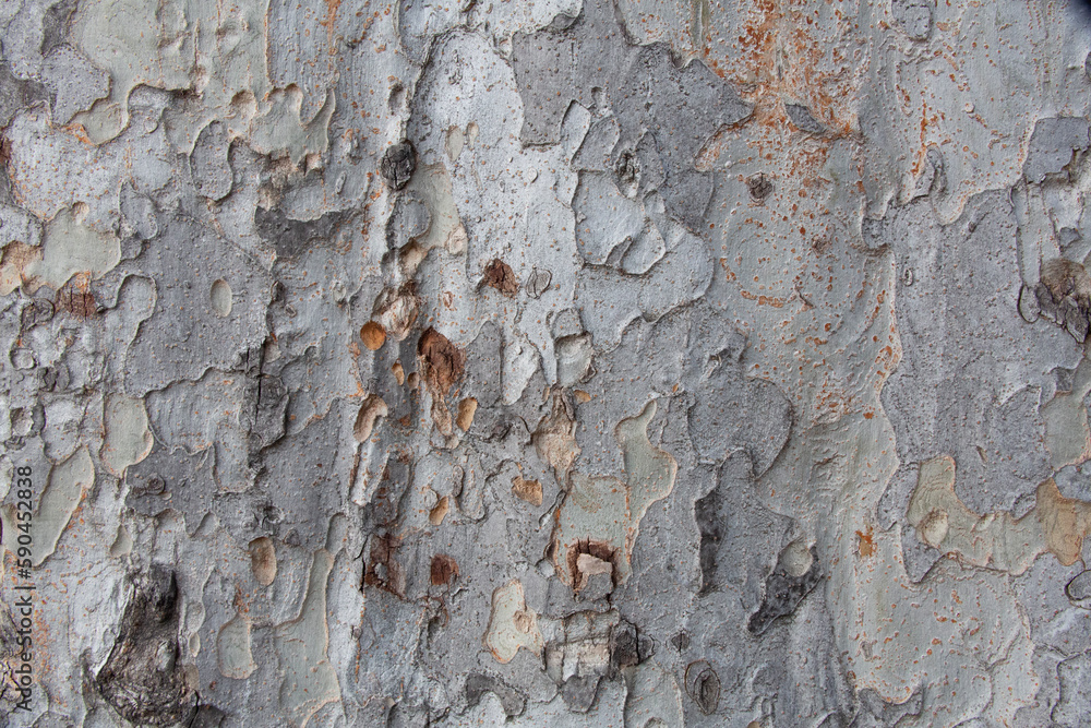 Tree bark texture pattern, old maple wood trunk as background. Dry tree ...