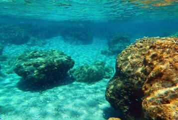Wall Mural - School of small fish swimming in the shallow sea. Seascape with marine life. Rocks and animals, undersea picture. Mediterranean reef with wildlife, underwater photograp