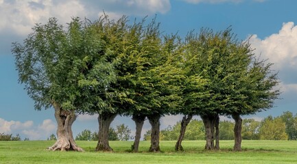 Sticker - Scenic shot of lush trees in a park under the blue sky