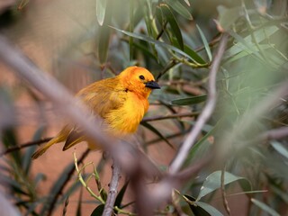 Canvas Print - Bright Yellow Canary in a Tree