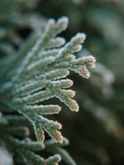 Wall Mural - Closeup View of Leaves