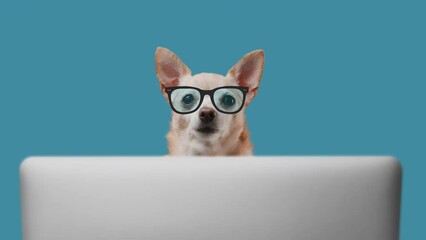 Wall Mural - portrait of cute dog of the terrier breed office worker. dog is looking at laptop on a blue backgrou