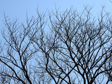 Dry Branch Tree Silhouette With Blue Sky Background