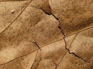 Poster - close up dry brown leaf texture ( teak leaf )