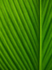 Canvas Print - green leaf texture, macro sot of photo