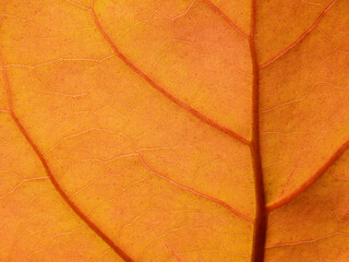 Canvas Print - close up pink leaf of Sea Grape tree ( Coccoloba uvifera (L.) L. ), texture background