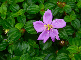 Sticker - purple spanish shawl ( Heterocentron elegans (Schltdl.) Kuntze ) flower with water drops after rain, Ornamental garden plants