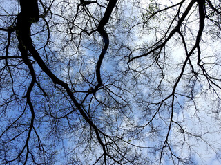 Wall Mural - silhouette of branch tree at spring with blue sky background