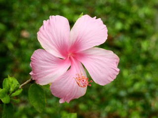 Poster - pink Shoe Flower ( Hibiscus rosa-sinensis L. )