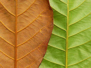 Sticker - brown leaf and green leaf of Sea almond ( Terminalia catappa L. )