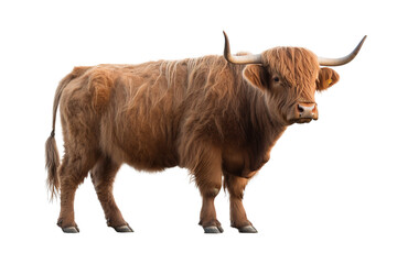 Wall Mural - Highland cattle