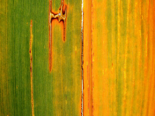 Sticker - close up colorful bamboo leaf texture