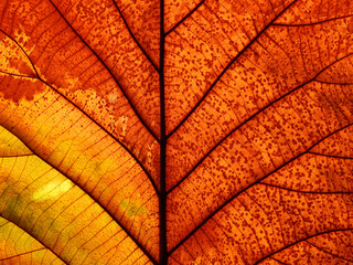 Poster - macro shot autumn leaf texture ( teak leaf )