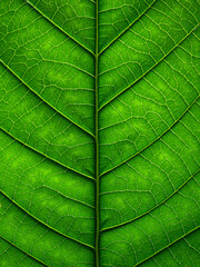 close up green leaf texture of Golden gardenia tree ( Gardenia sootepensis Hutch )
