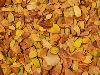 Canvas Print - pile of autumn leaf fallen on the ground texture