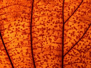 Poster - close up autumn leaf texture ( teak leaf )