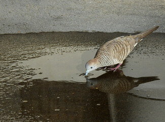 Sticker - Zebre Dove bird ( Geopelia striata ) drinking water on the street floor after rain