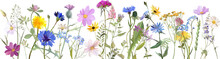 Floral Border With Wild Flowers And Herbs
