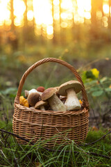 Wall Mural - Edible mushrooms porcini in the wicker basket in grass in forest in sunligh close up