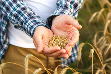 Male hands sprinkle wheat grains. Golden seeds in the palms of a person. Good harvest in the hands of farmers, big pile of grain. Blurred