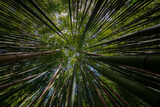 Fototapeta Sypialnia - bamboo forest - fresh bamboo background