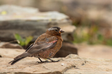 Wall Mural - Gray-crowned Rosy-finch