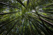 © Vera Kuttelvaserova - bamboo forest - fresh bamboo background
