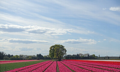 Wall Mural - Panorama sur la culture des tulipes