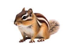 Chipmunk Isolated On Transparent Background
