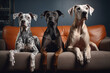 Three large great Danes dogs sitting on a leather couch in the living room