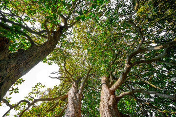 Poster - big old trees - view from below into the treetops